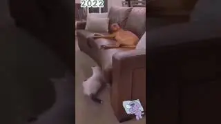 Кот прикалист 🤣🤣🤣 Смешное видео 2022 🖐️Новинки 2022