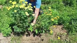 The Ultimate Garden Cleanup Guide in 10 mins!