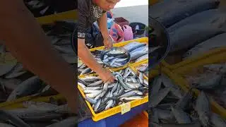 Ikan segar pekan Beluran 👍