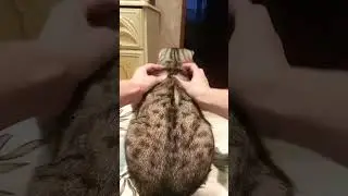 Сеанс массажа... #cat #тикток #котик #котики