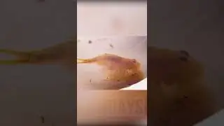 Нашли яйца доисторических существ #shorts