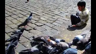 PALOMAS, PLAZA SAN FRANCISCO QUITOjboada
