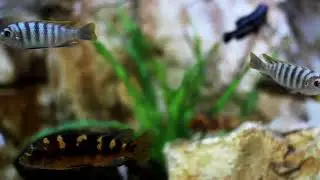 Африканские цихлиды / African Cichlidae / aquarium/аквариум