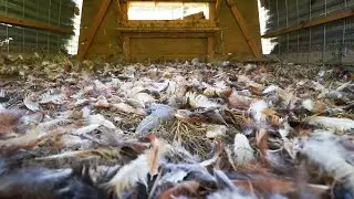 Our neighbor's dogs killed all our chickens. This is how we responded.