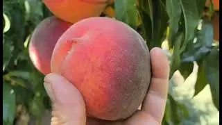 Персик Алл стар. Peach All Star. Чудовий, невибагливий сорт, з хорошим калібром і смаком