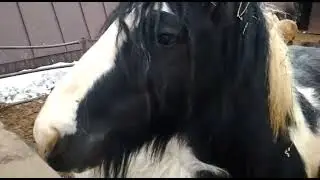 Лошоди для души)