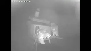 #LucySidOwlets Enjoy Being Close to One Another, and Home, Part 1.  Owl Box OSC - 6/16/23 - 12:38 am