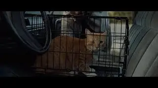 Одарённая: Фрэнк спасает одноглазого кота Мэри