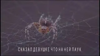 Сказал Соне что на ней паук