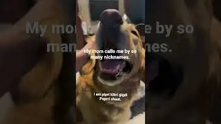 Mom calling me by different nicknames #simba #dognames #funnydogvideoes #happyretriever #viralshorts