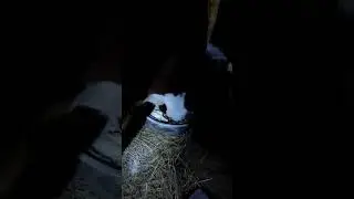 #корова