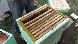 Островная матка часть №3