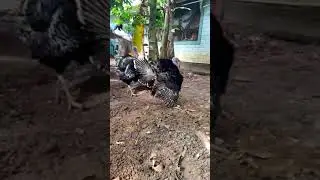 Jango nee arinja njan pettu😂😂