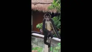 Monkey Waiting For Banana (Grand Sirenis Resort) #shorts #short #shortvideo