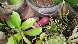 Хищные растения. Новые жители.