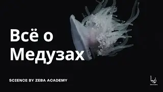 Всё о Медузах | Science by Zeba Academy