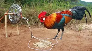 Easy Simple Wild Chicken Trap
