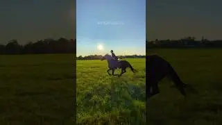 Как мы вам?💔 #конныйблог #horse #конныйтуризм #конныепрогулки #галоп #equestrian #галопвполе