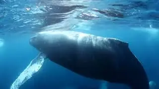Гиганты морей и океанов,  самые 