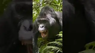 Silverback Gorilla Shows His Impressive Teeth To Tourists!