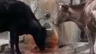 На КМВ даже коровы любят пить нарзан