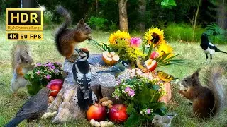 Hang Out with Summer Squirrels & Birds: 10 hours Nature Fun for Cats & Dogs & Humans Alike  (4K HDR)