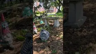 fairy garden drone 🧚‍♀️ 