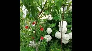 Персик. Первый урожай.