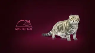 Ролик-презентация для клуба любителей кошек "МИСТЕР КОТ"
