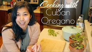 Cooking with cuban oregano I grew indoors: tomato sauce & oregano-infused paloma