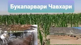Маьлумот дарбораи чигори 🌽🌽🌽🌽🐂🐃🐄🐏🐑🐐 Хуроки чорво хатман тамошо кунед бо худ маьлумот гиред