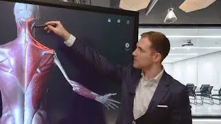 Трапециевидная и широчайшая мышцы спины