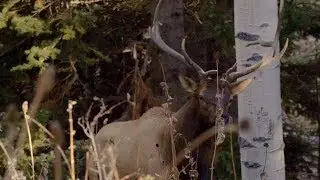 Elk Hunting: Northern Utah