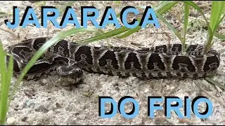 Bothrops fonsecai, a Jararaca do frio