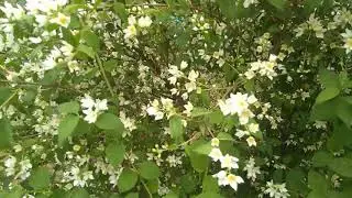 гроза  в кировке