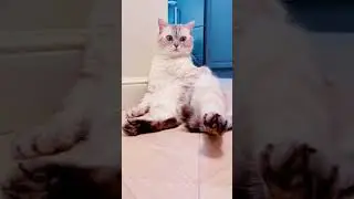 Почему иногда твой кот так смотрит на тебя.