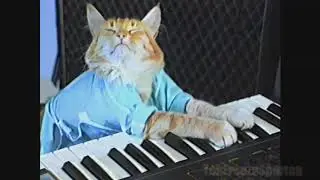 Keyboard Cat Sparta Vertex Remix