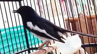 DIJAMIN NYAUT 🔴 PANCINGAN KACER MALAS BUNYI || MERANGSANG KACER SUPAYA CEPAT EMOSI TINGGI