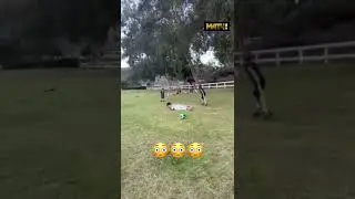 Королевский подкат! 🤣