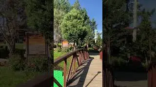 Amazing view at Forest park Dahilayan ,Bukidnon #shorts #viral #forest#satisfying #nature