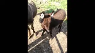 A donkey of a day.