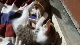 kuku and chikky are my pet cats.