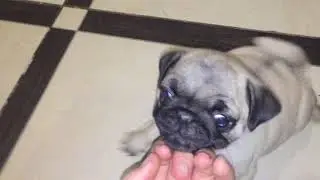 Жизнь мопсов
