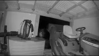 Bear steals bag of grass seed. Randolph NJ bear.
