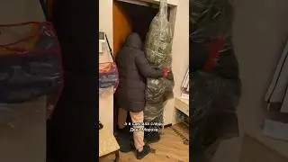 Let's take apart the Christmas tree! Why is Sasha upset?