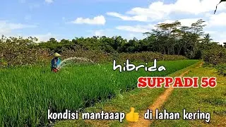 Inilah Kondisi Padi Hibrida || SUPPADI 56 Super Mantap‼️
