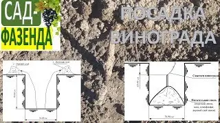 Как садить саженец винограда. Виноград. Посадка винограда