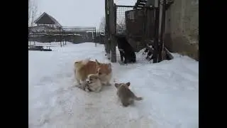 вельш-корги пемброк (пацаны )