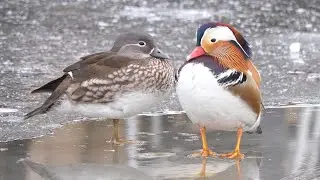 Mandarin Duck on Ice 4K