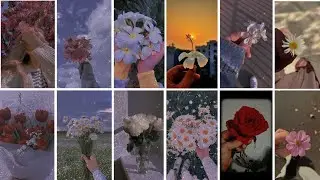 Flower dp photo | Beautiful Dpz And Whatsapp Profile Photos